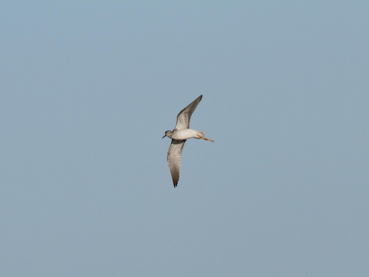 Greater Yellowlegs - ML616686105