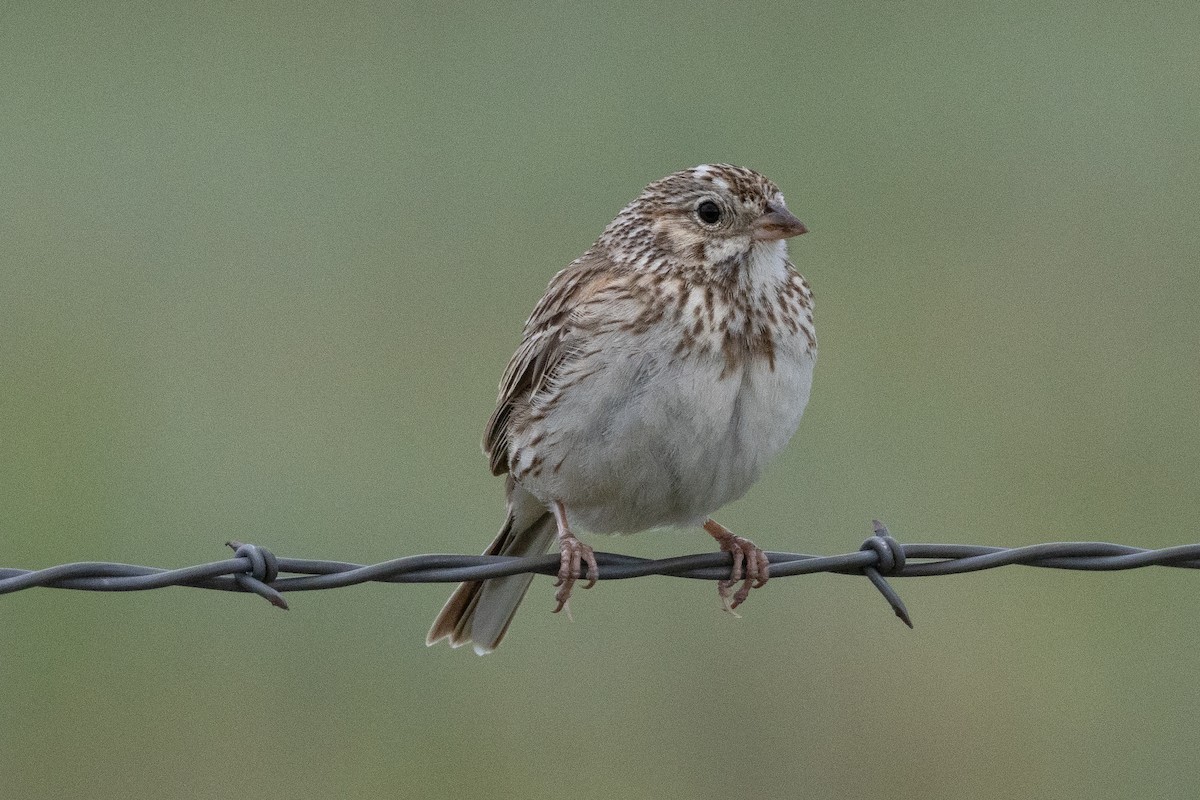 Vesper Sparrow - Robert Raffel