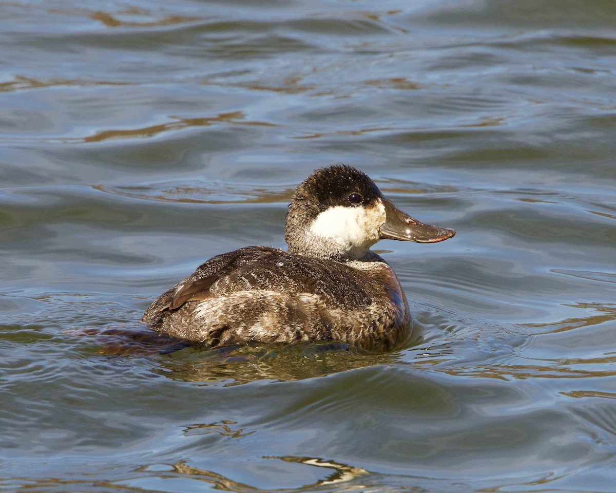 Ruddy Duck - Colby Baker