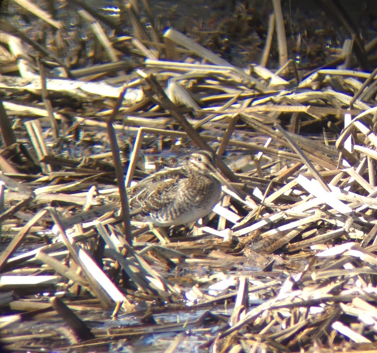 Wilson's Snipe - ML616686147