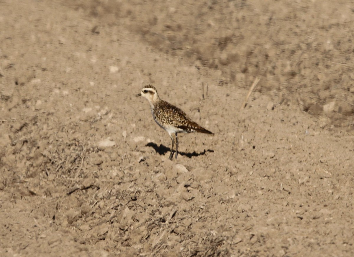 American Golden-Plover - Joe Gieringer