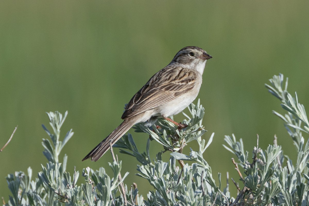 Brewer's Sparrow - Robert Raffel