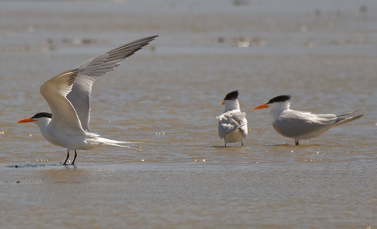 Royal Tern - ML616686174