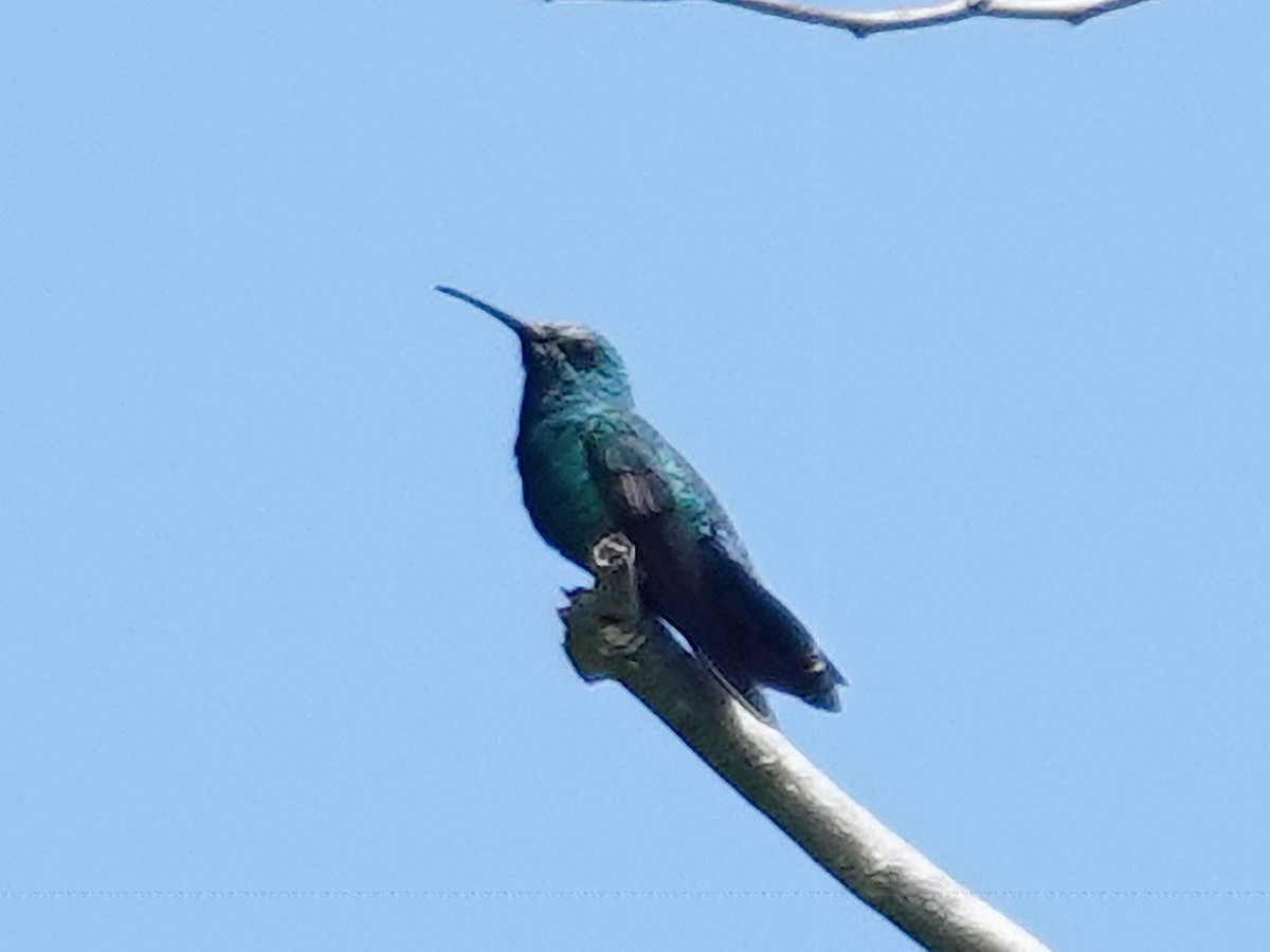 kolibřík smaragdový - ML616686289