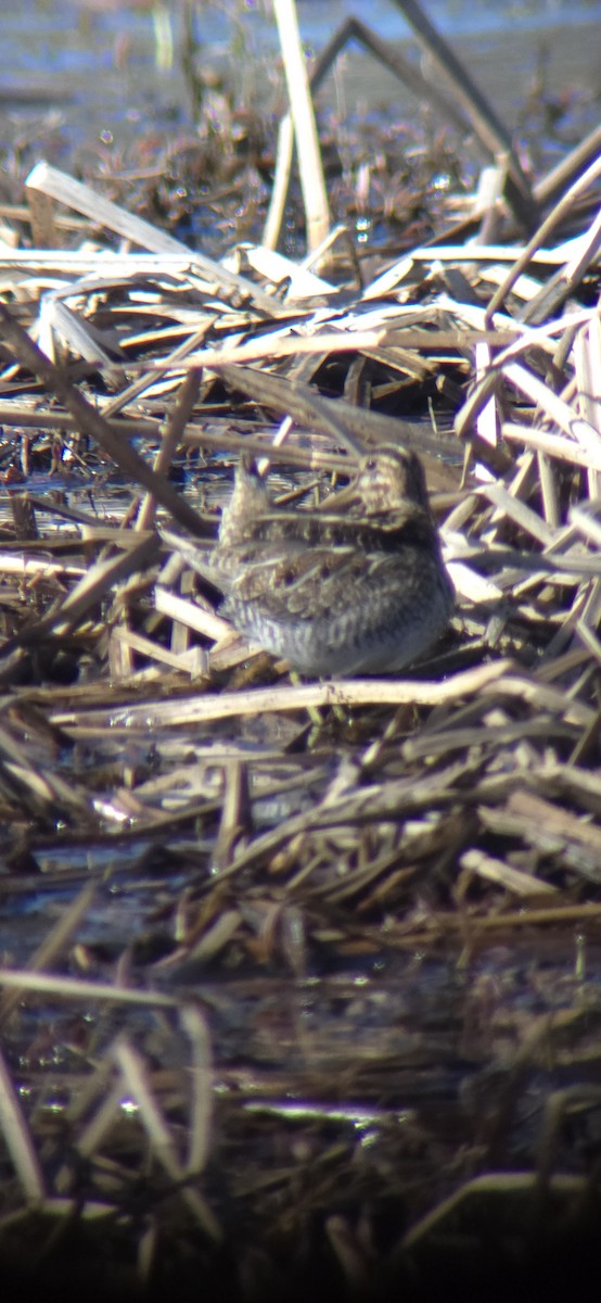 Wilson's Snipe - ML616686295