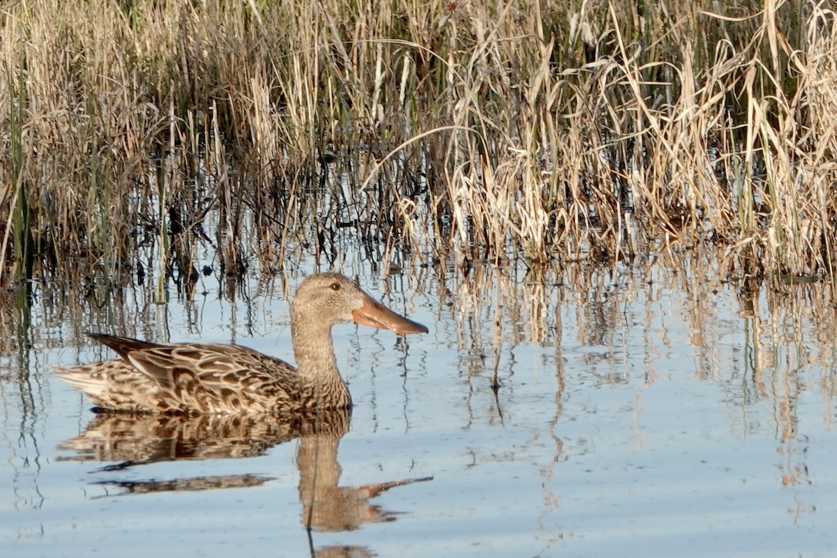 Northern Shoveler - ML616686302