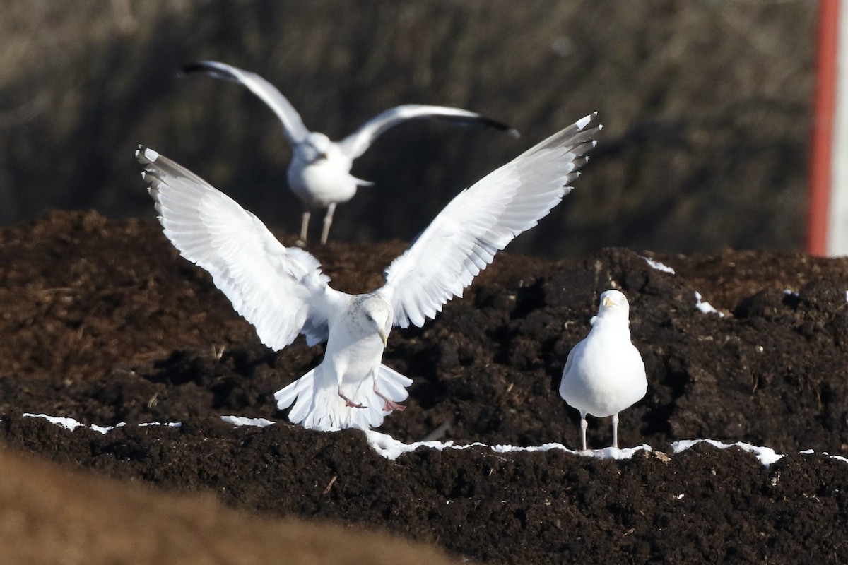 Gaviota Argéntea (vegae) - ML616686356