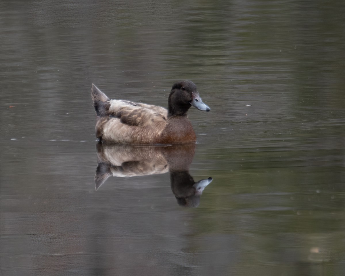 Mallard (Domestic type) - Wendy Crowe