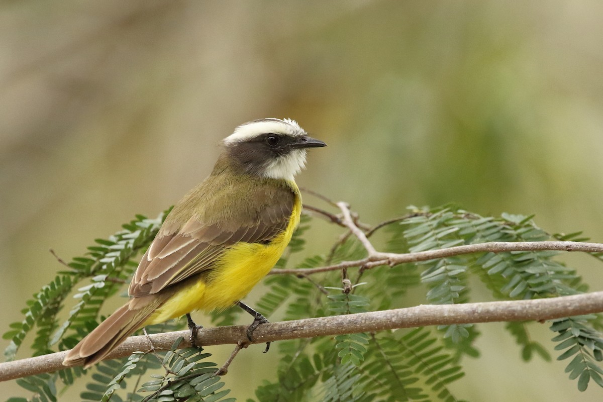 Social Flycatcher - Brian Gibbons