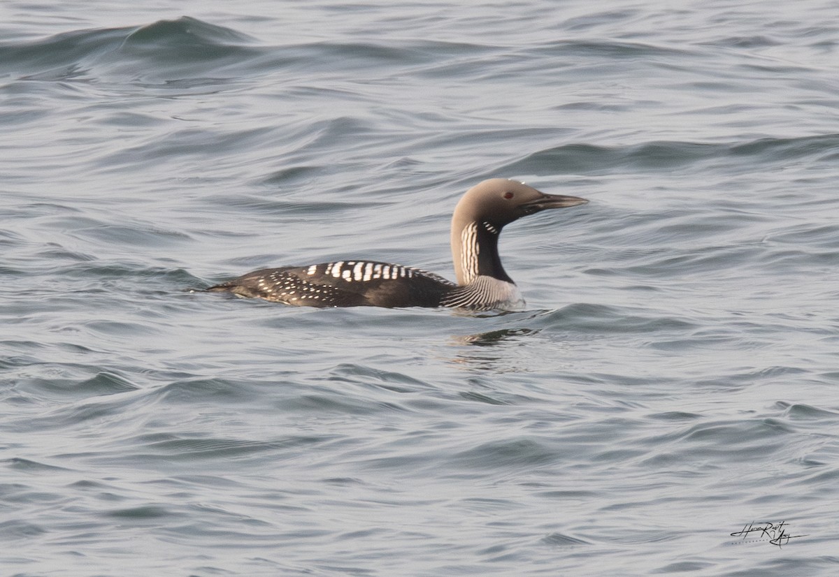 Arctic Loon - ML616686379