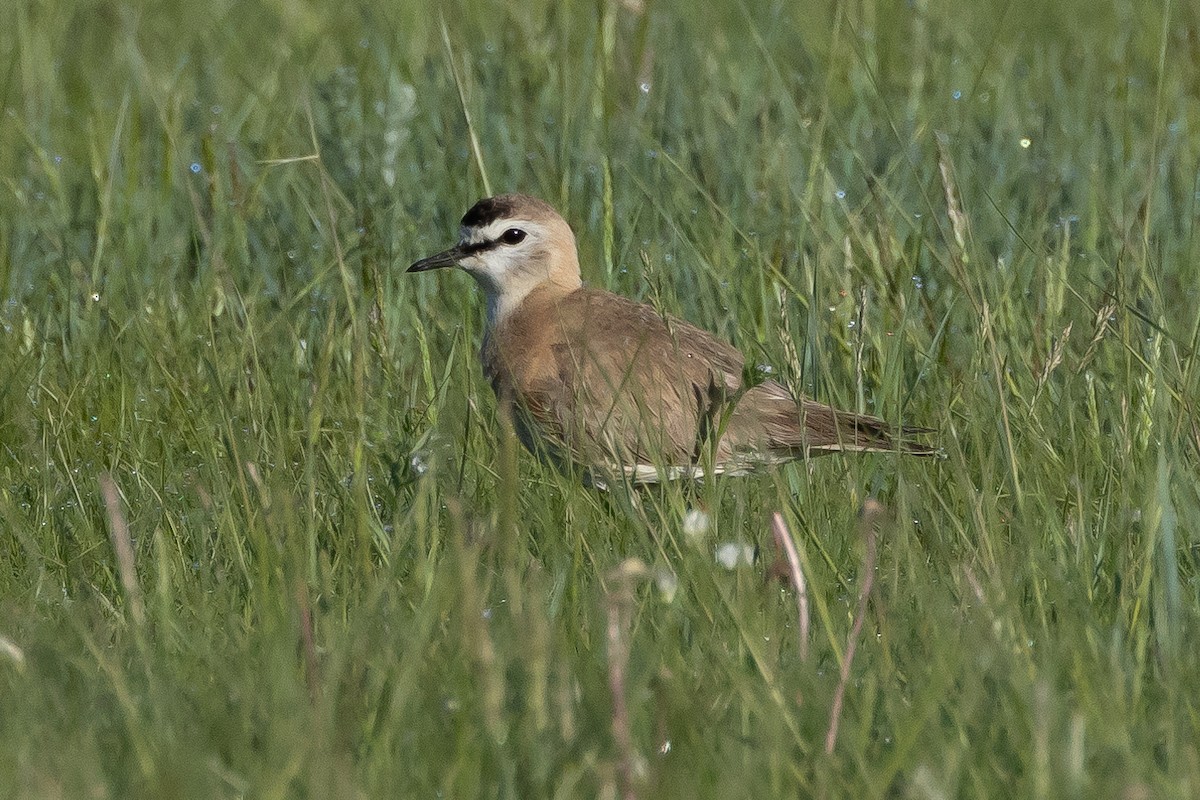 Mountain Plover - ML616686383