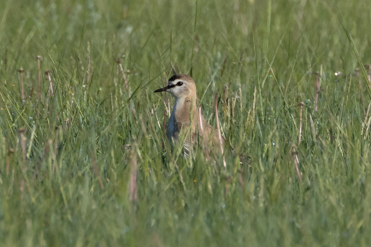 Mountain Plover - ML616686387