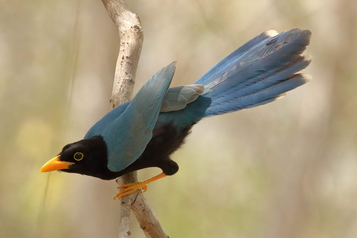 Yucatan Jay - Brian Gibbons