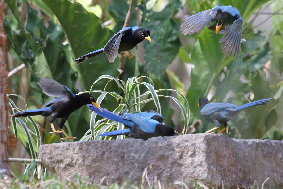 Yucatan Jay - ML616686419