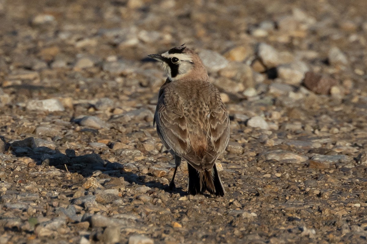 Horned Lark - ML616686430