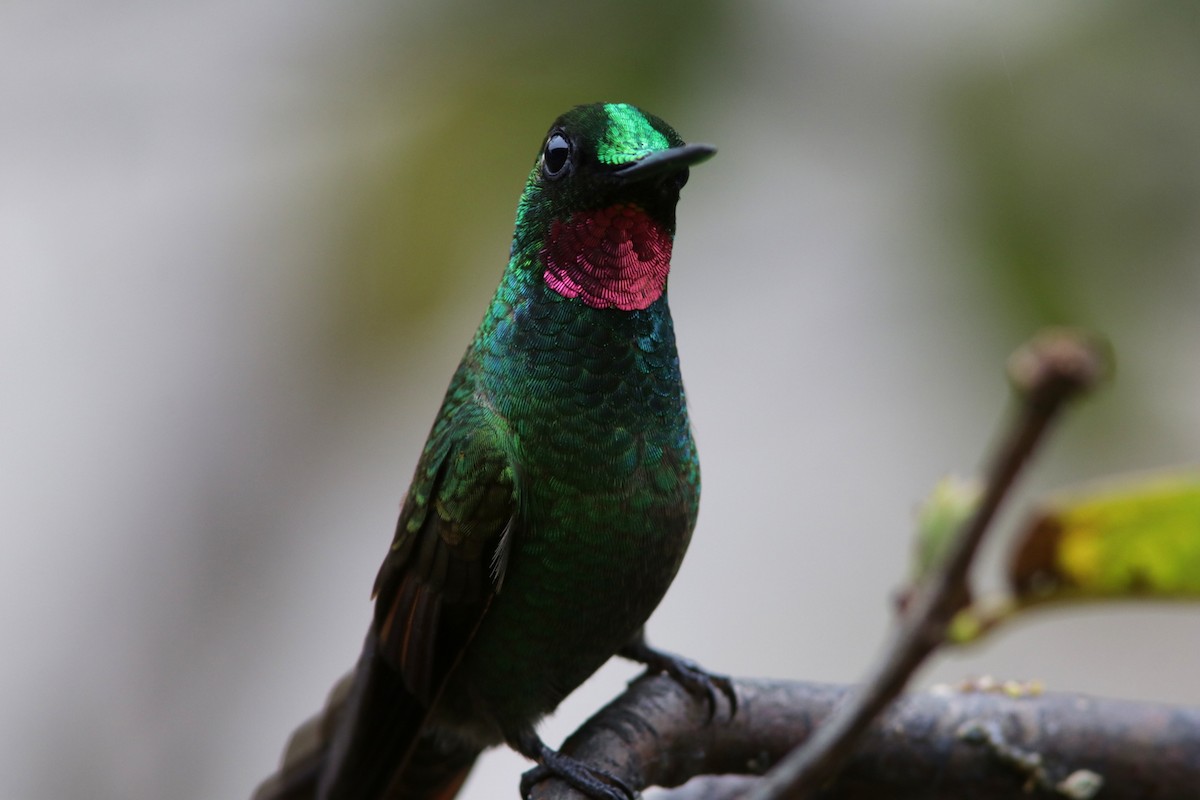 Brazilian Ruby - Richard Dunn