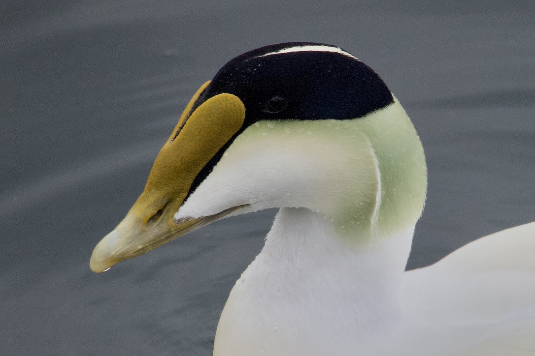 Common Eider - ML616686451