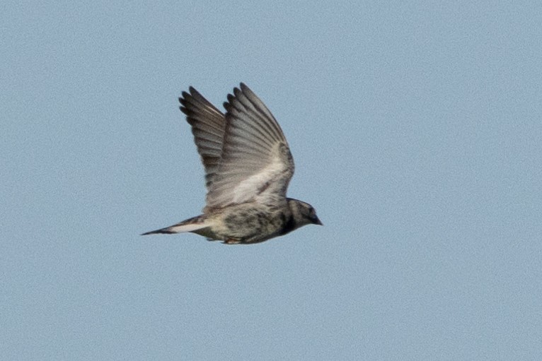 Thick-billed Longspur - ML616686470