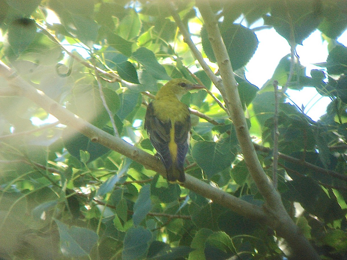 Eurasian Golden Oriole - ML616686494