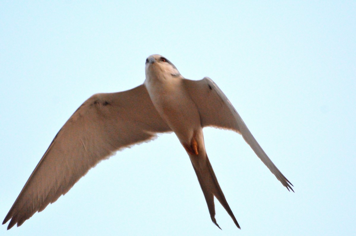 Scissor-tailed Kite - ML616686526