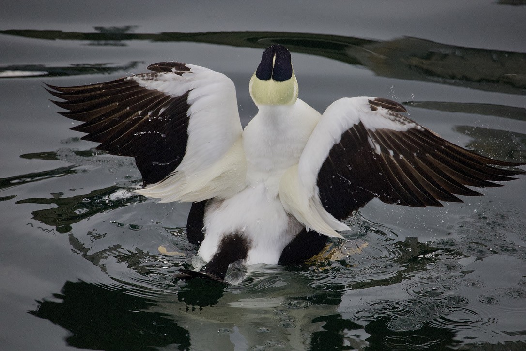 Common Eider - Gordon Atkins