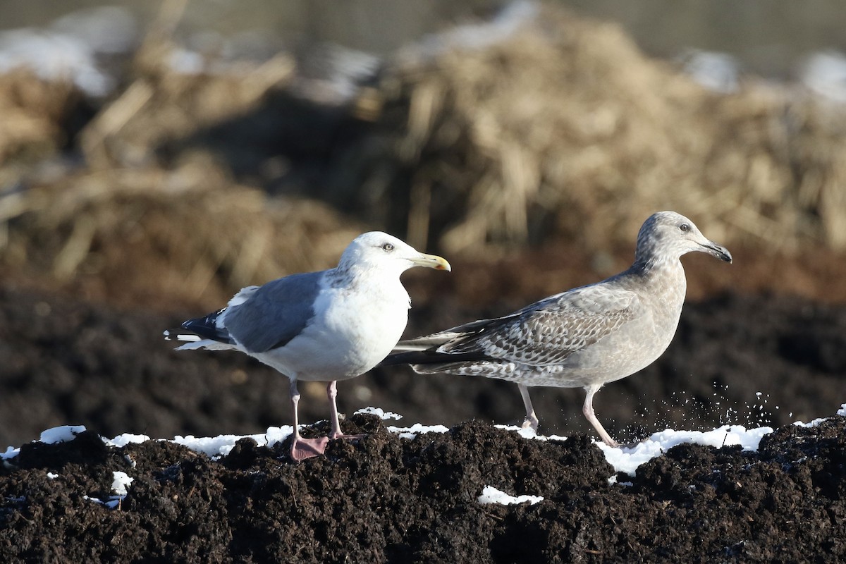 Gaviota Argéntea (vegae) - ML616686530