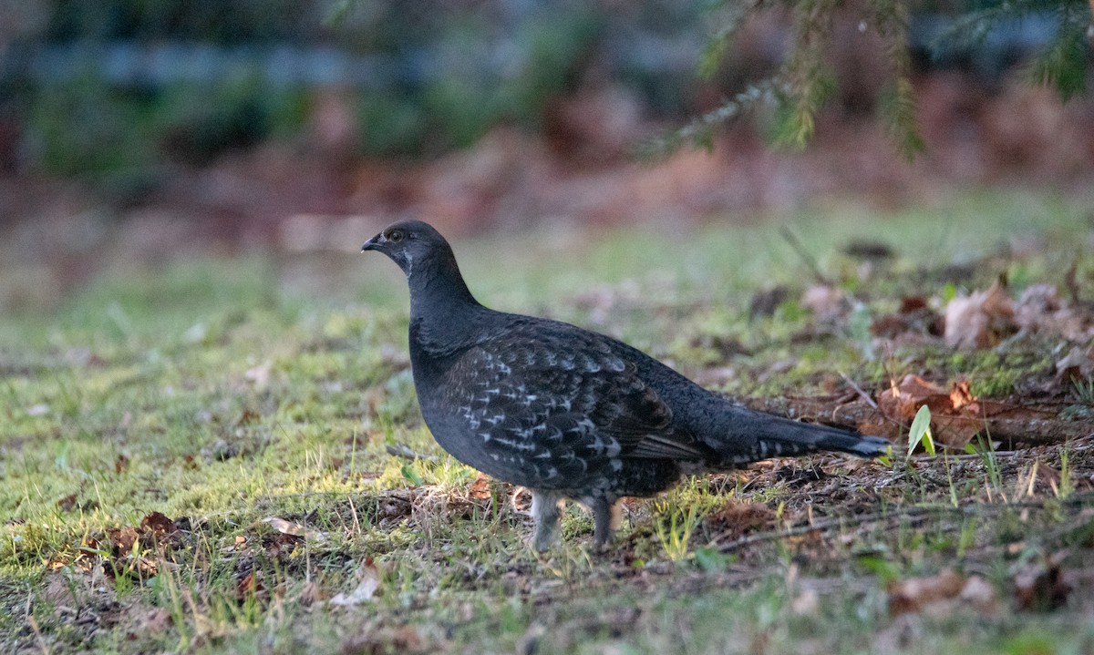 Gallo Fuliginoso - ML616686538