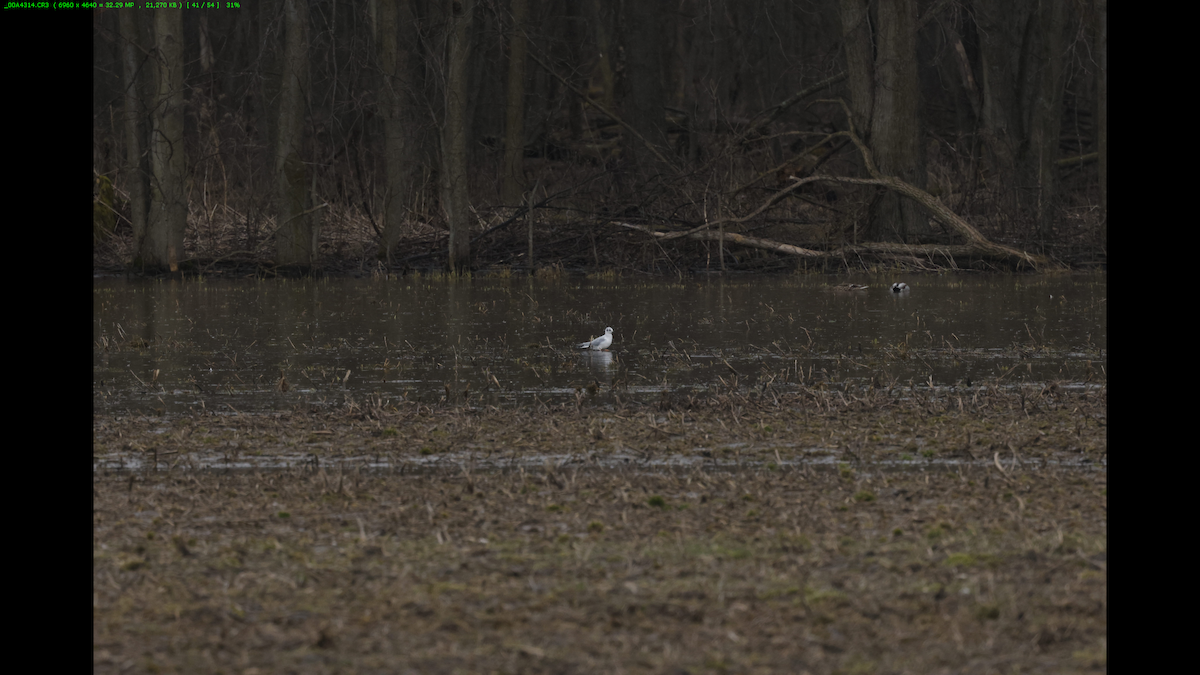 Bonaparte's Gull - Cindy Crease