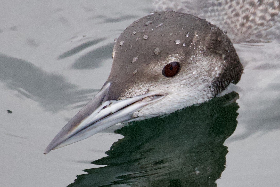 Common Loon - ML616686574