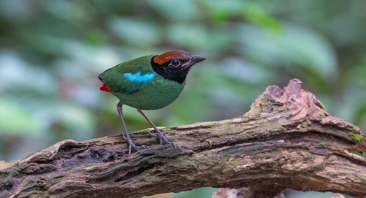 Western Hooded Pitta - Brian Small