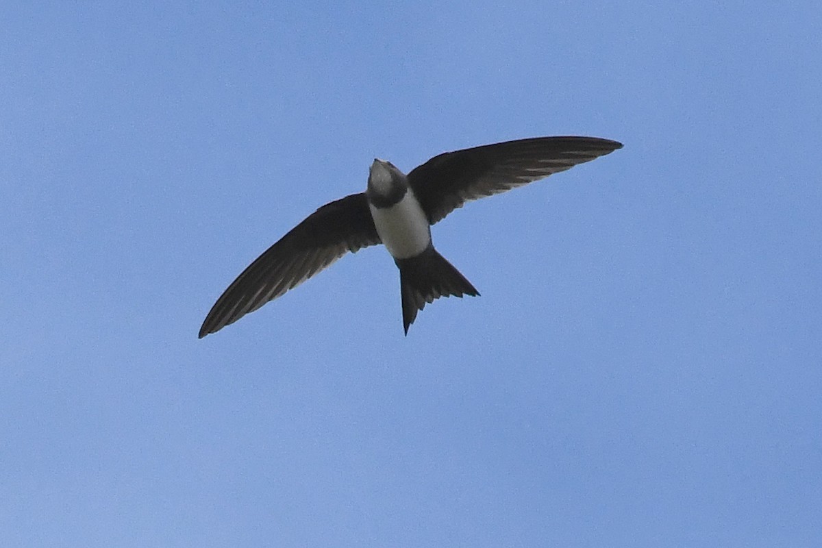 Alpine Swift - ML616686620