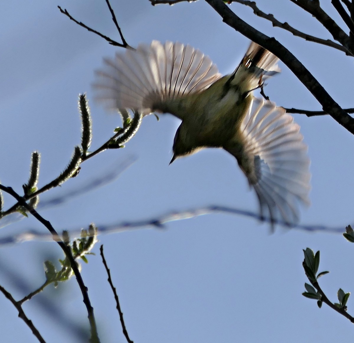 Ruby-crowned Kinglet - Valhowla stirling