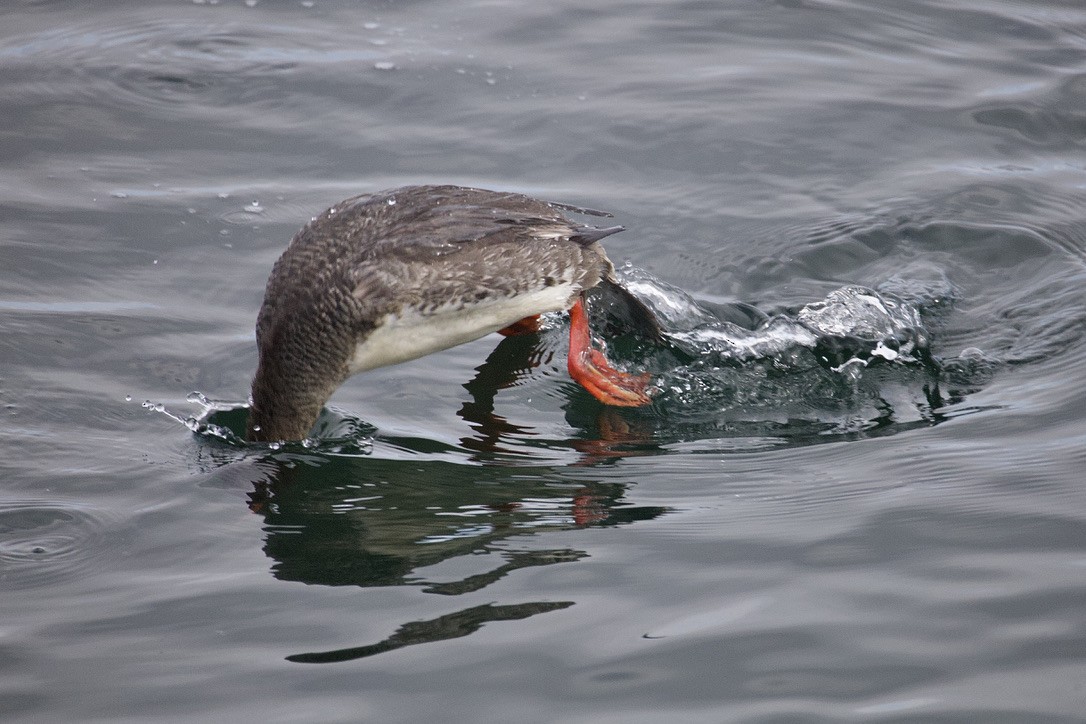 Red-breasted Merganser - Gordon Atkins