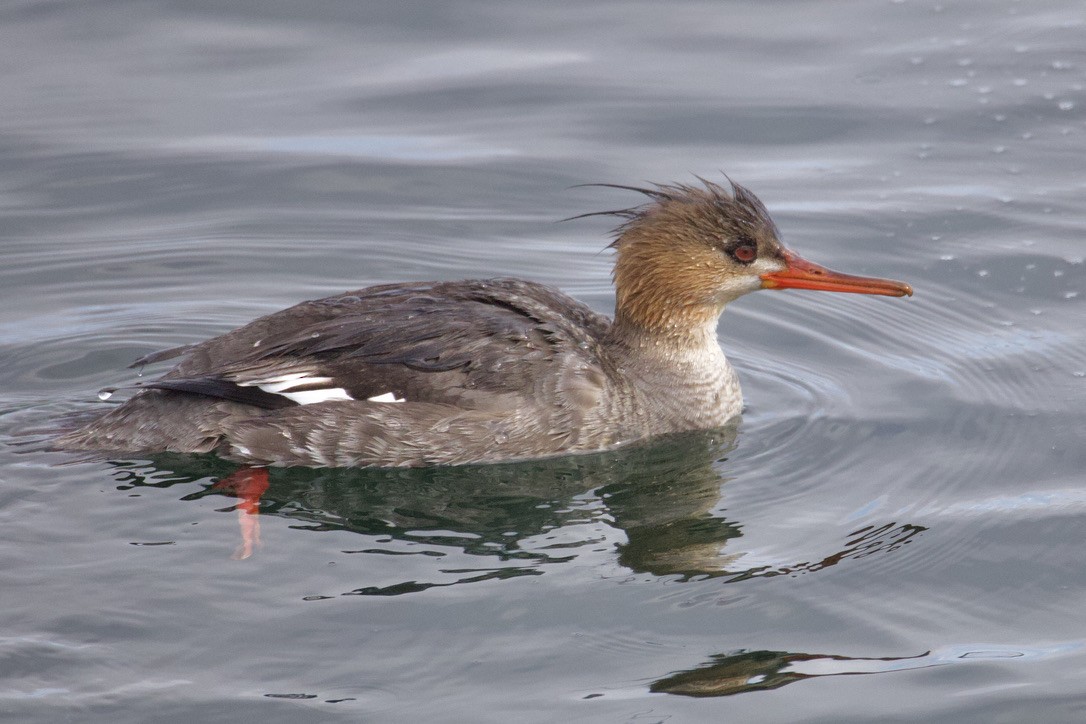 Red-breasted Merganser - Gordon Atkins