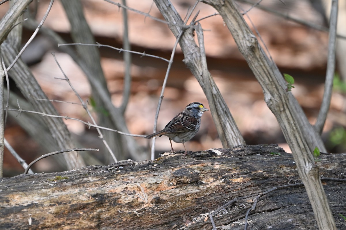 White-throated Sparrow - ML616686675