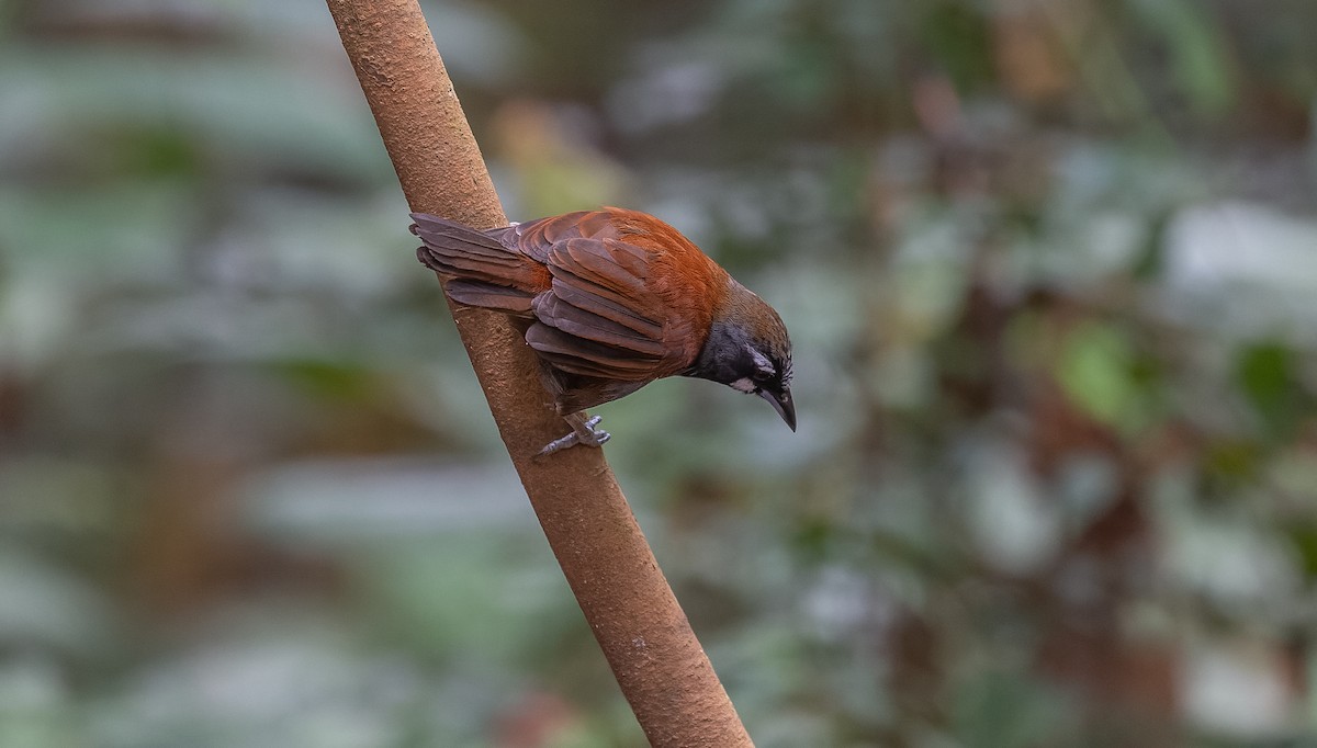 Black-throated Babbler - Brian Small