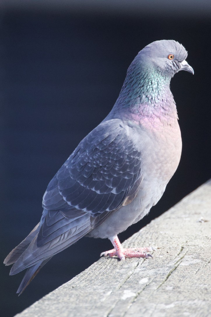 Rock Pigeon (Feral Pigeon) - ML616686685