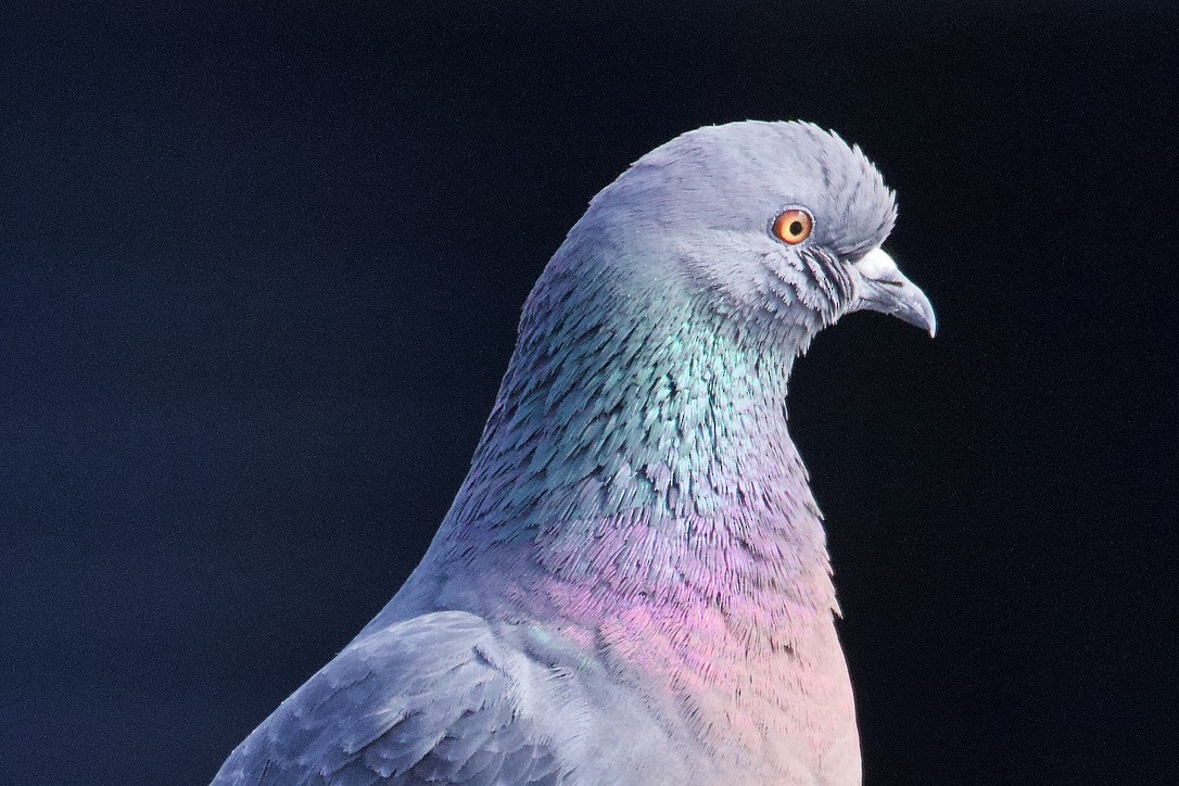 Сизый голубь (Одомашненного типа) - ML616686686