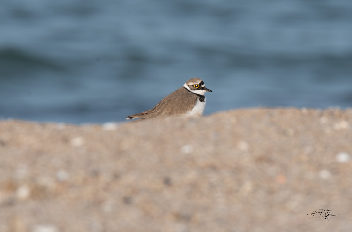 Little Ringed Plover - ML616686708