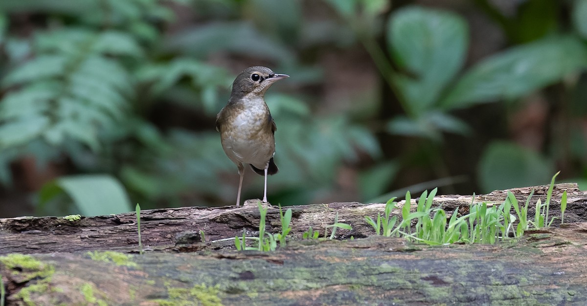 Siberian Blue Robin - Brian Small