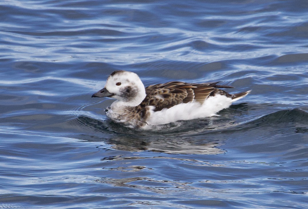 Long-tailed Duck - ML616686729