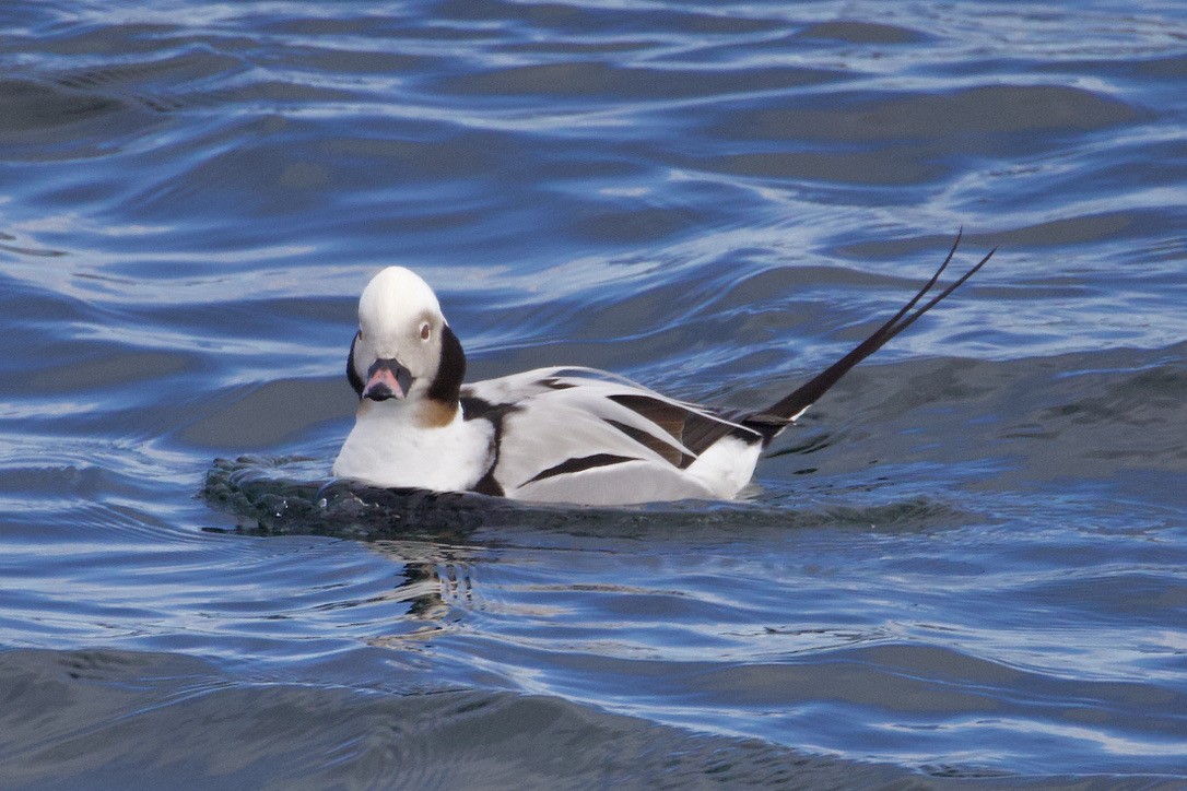 Long-tailed Duck - ML616686730