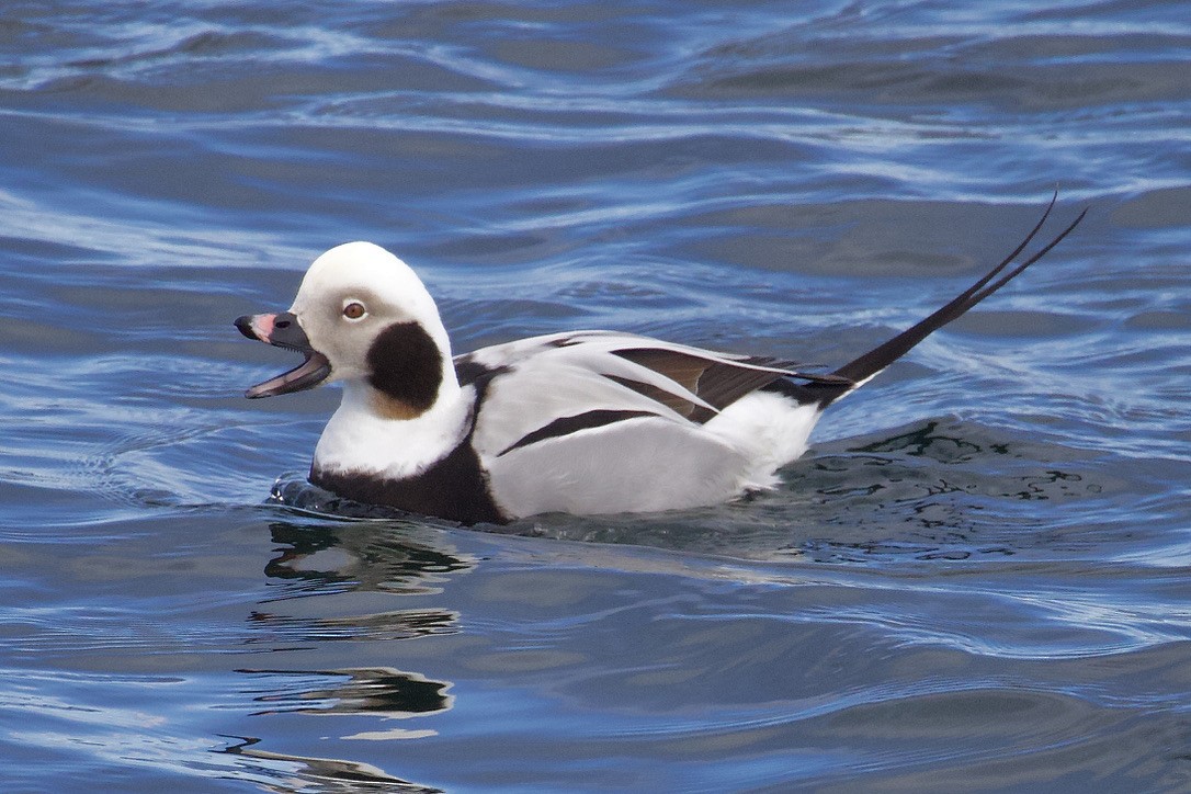 Long-tailed Duck - ML616686731