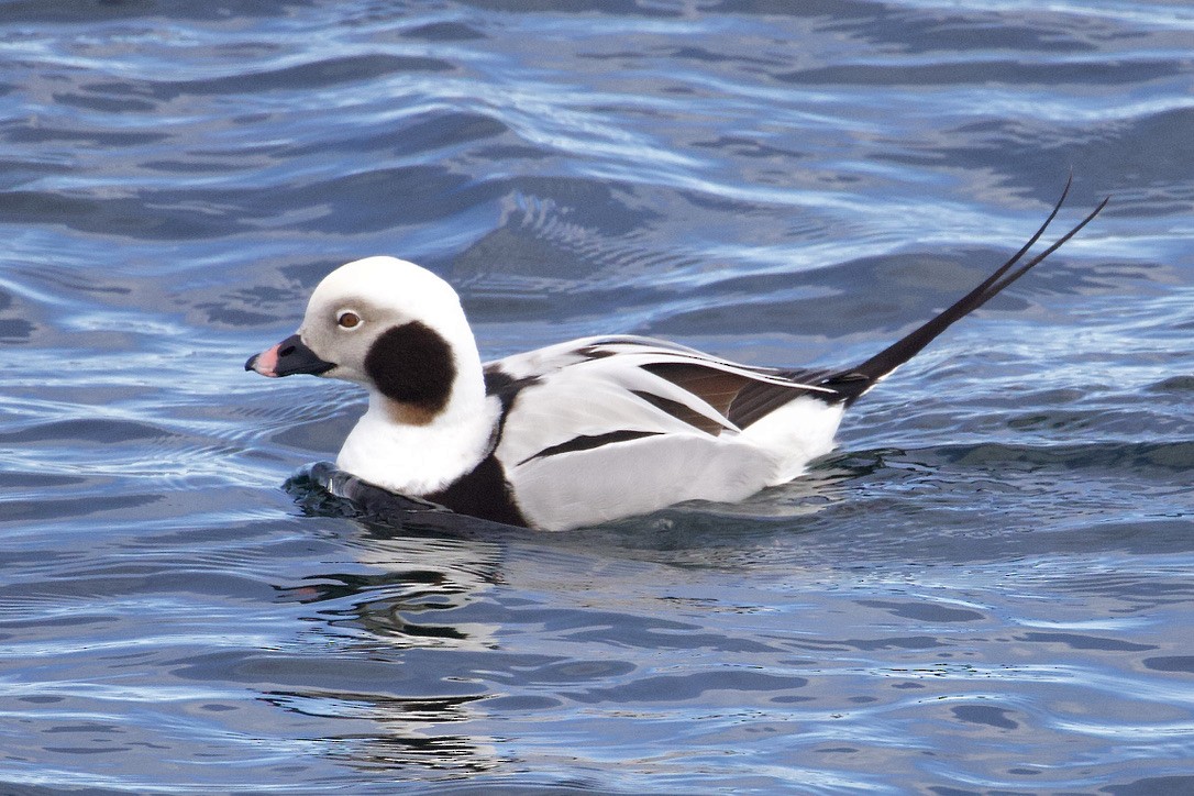 Long-tailed Duck - ML616686732