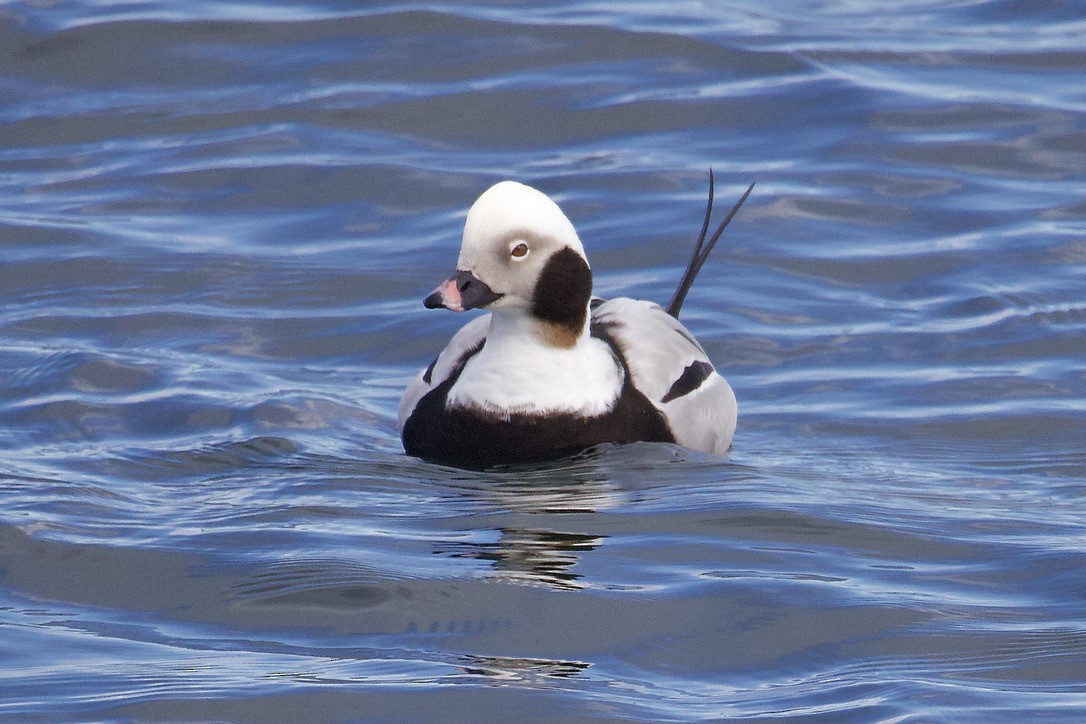 Long-tailed Duck - ML616686733