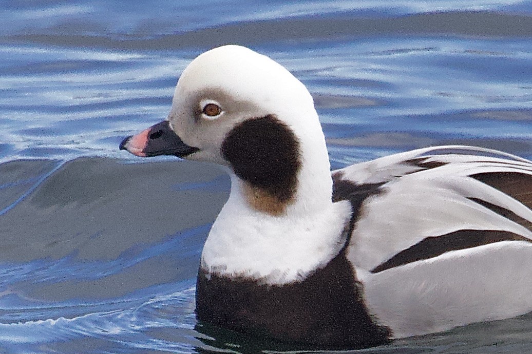 Long-tailed Duck - ML616686734