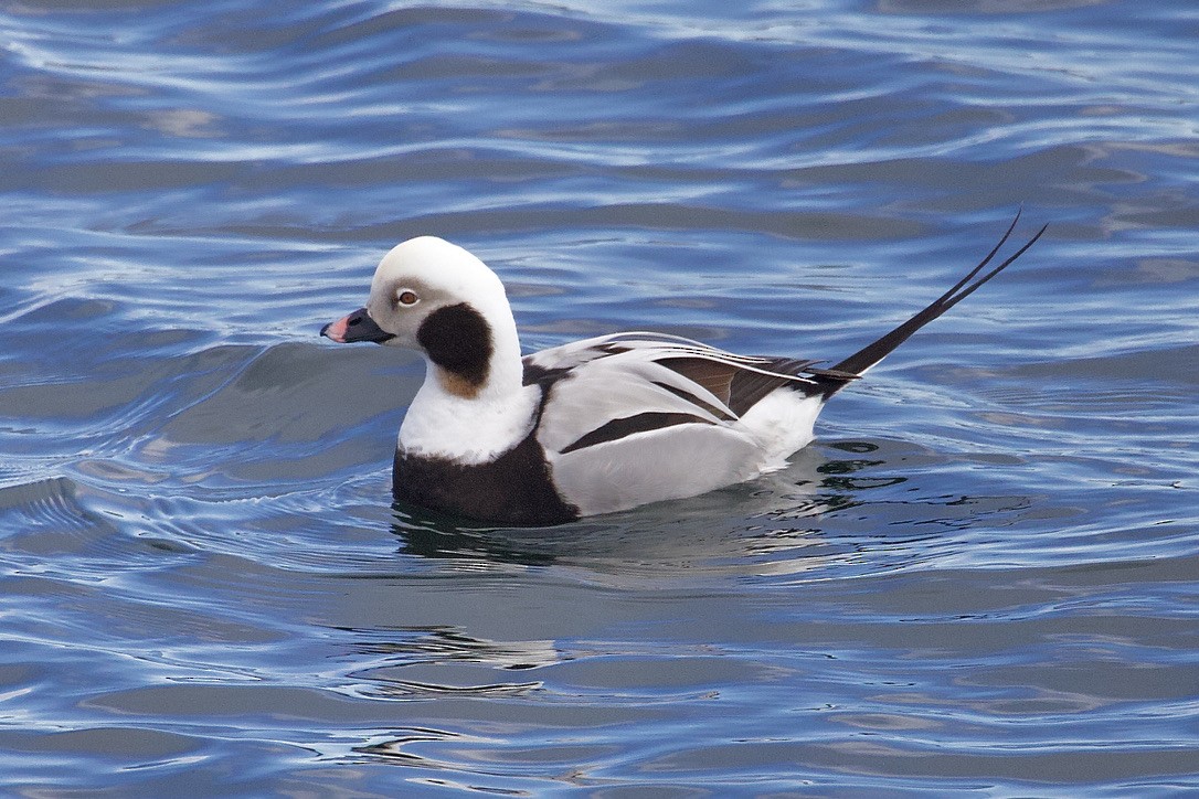 Long-tailed Duck - ML616686735