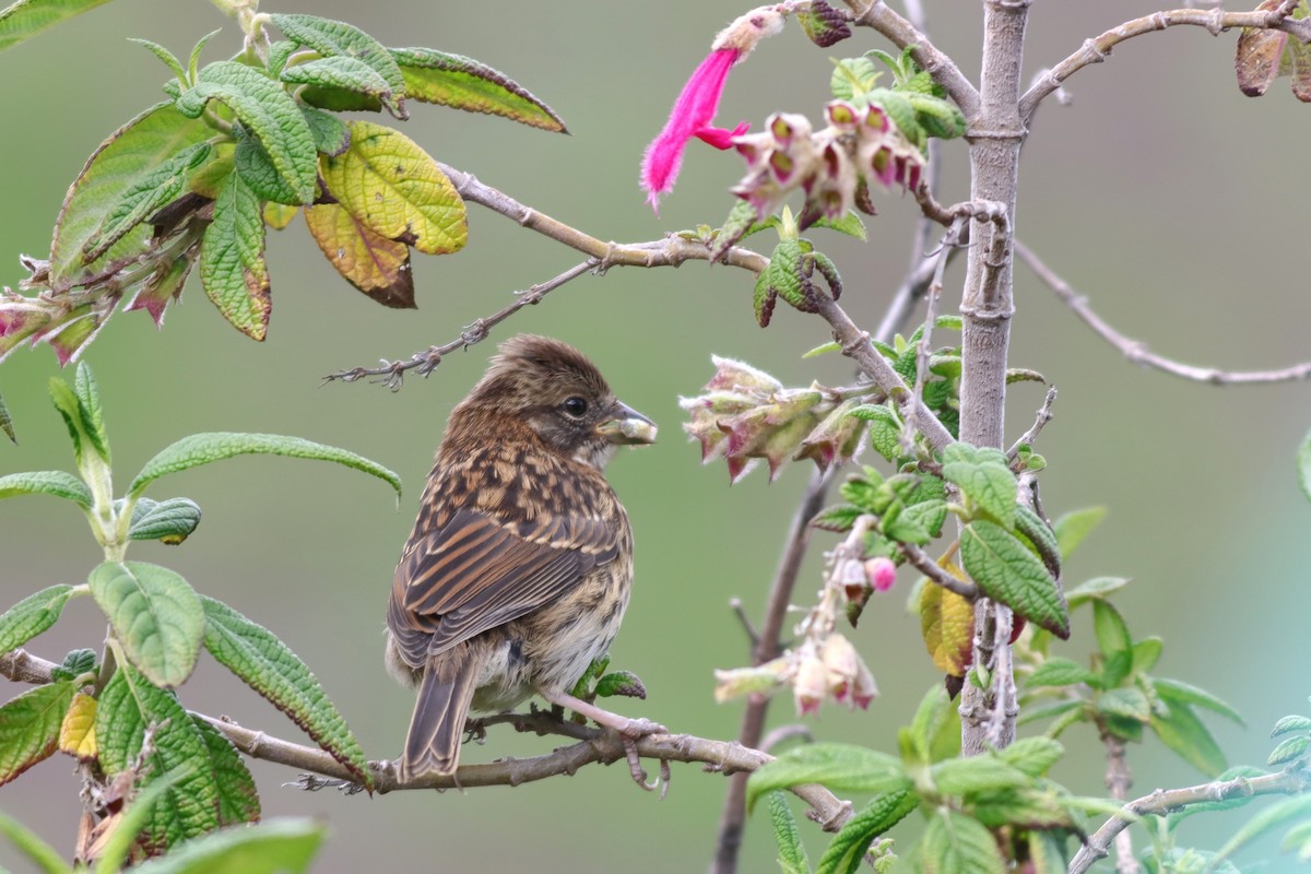 Rufous-collared Sparrow - ML616686736