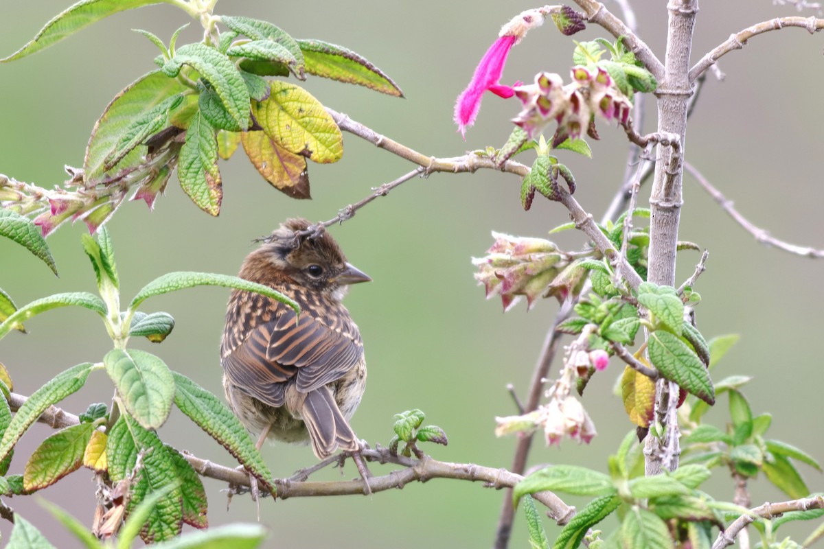 Rufous-collared Sparrow - ML616686737