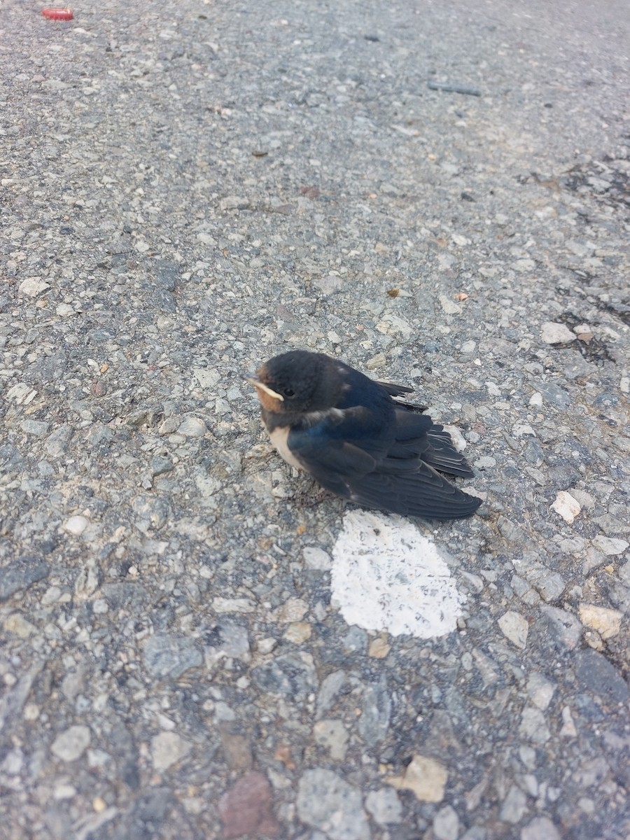 Barn Swallow (White-bellied) - ML616686789